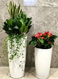 镇海花卉租摆交易-江北花卉摆放方案-杭州湾绿植租赁合作-宁波花卉租赁管理